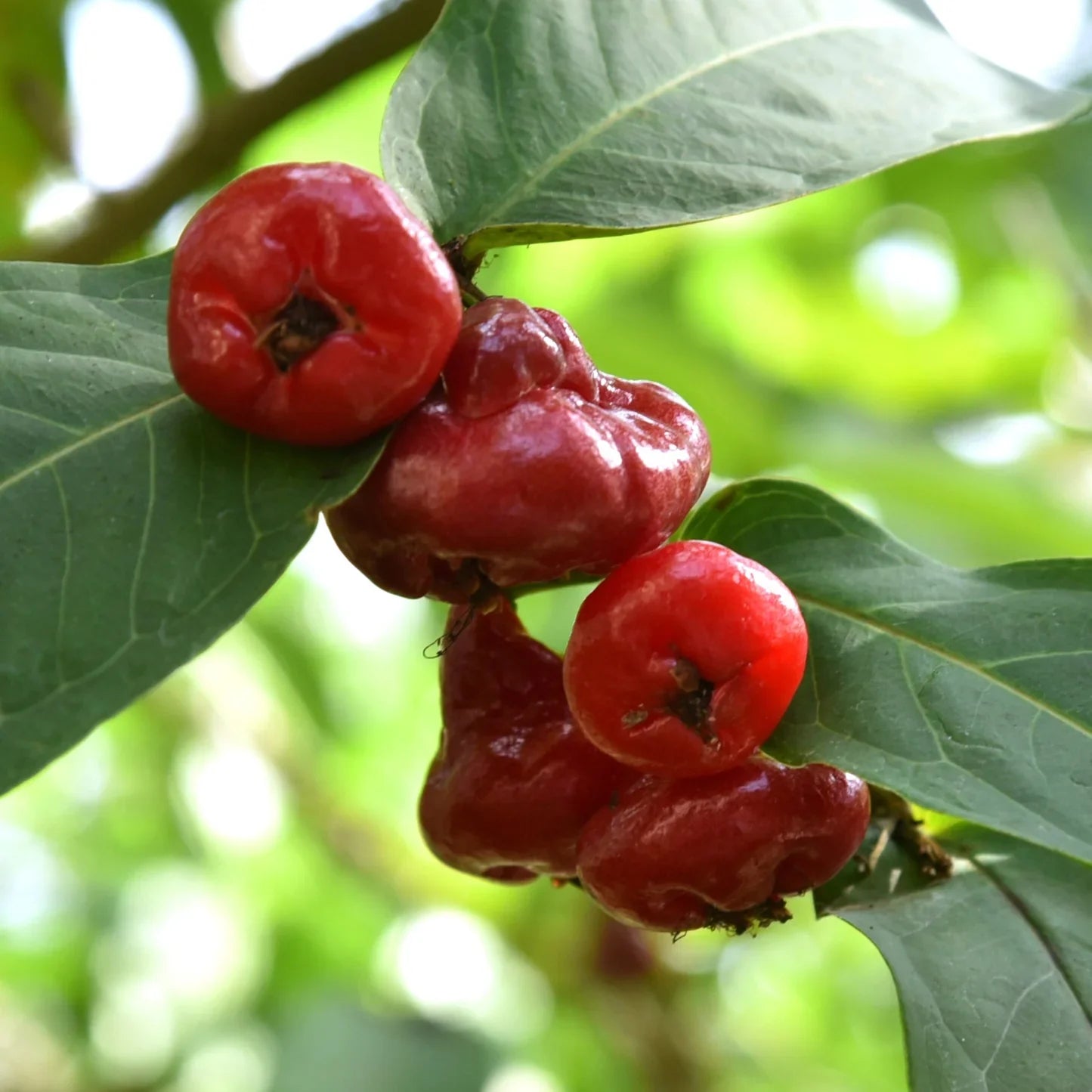 Wax Apple
