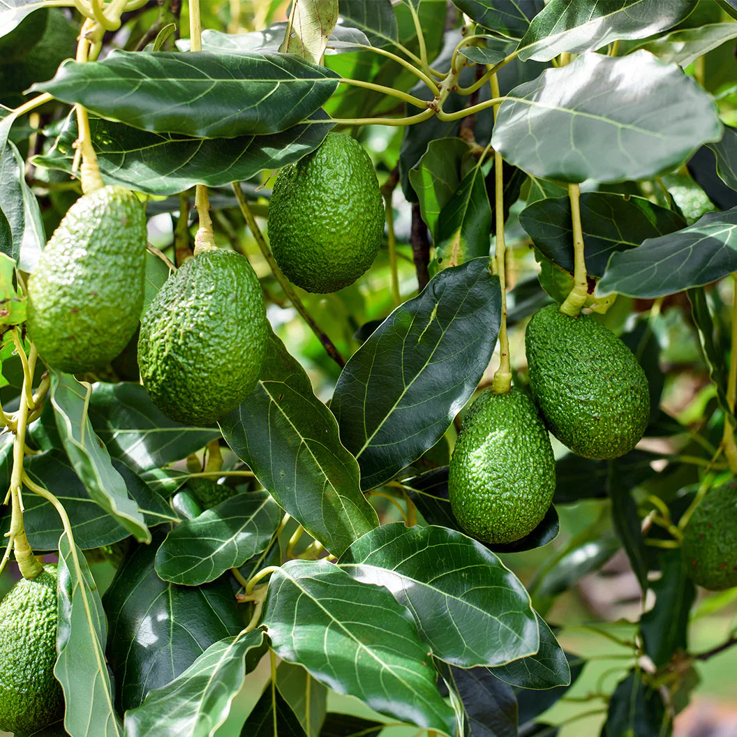 Avocado Trees