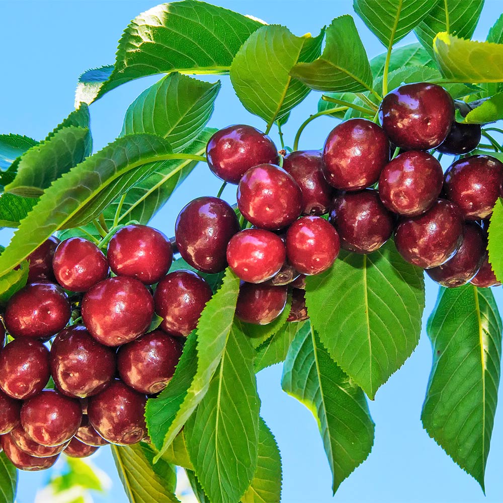 Fruit Trees