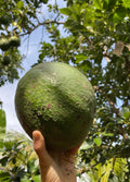 Marcus Pumpkin Grafted Avocado Tree 2-3 Ft Cold Hardy.Ship To CA &PR. Real Pics