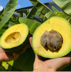 Marcus Pumpkin Grafted Avocado Tree 2-3 Ft Cold Hardy.Ship To CA &PR. Real Pics
