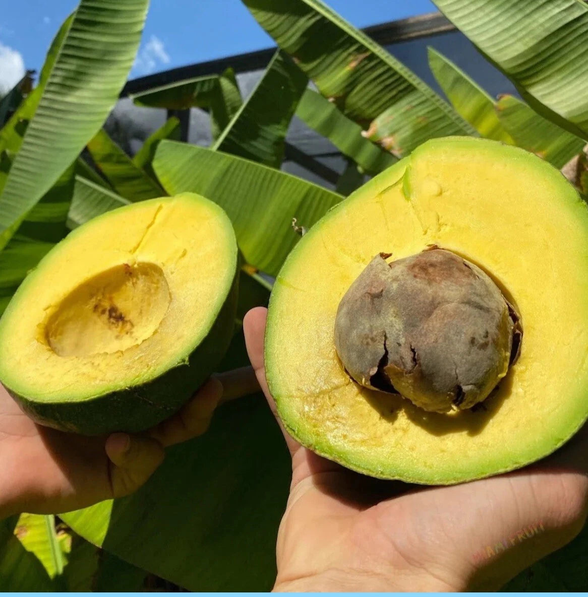 Marcus Pumpkin Grafted Avocado Tree 2-3 Ft Cold Hardy.Ship To CA &PR. Real Pics