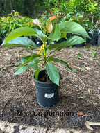 Marcus Pumpkin Grafted Avocado Tree 2-3 Ft Cold Hardy.Ship To CA &PR. Real Pics