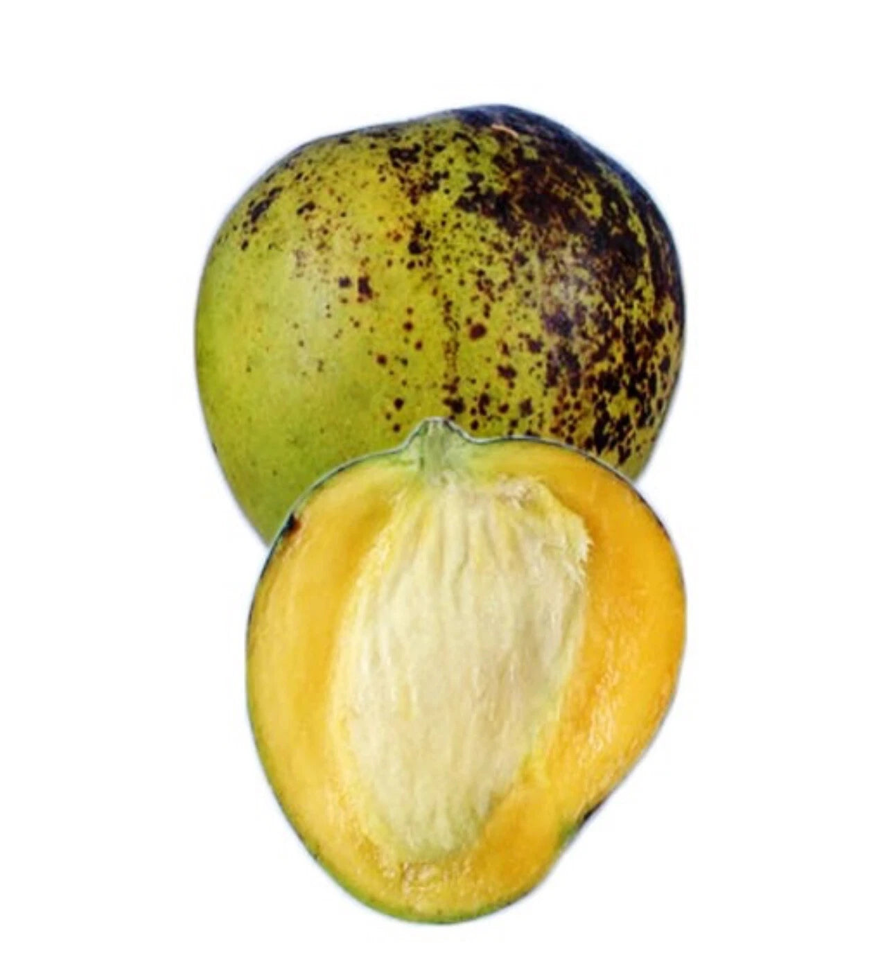 Ice Cream Dwarf Mango Grafted Tree 2-4 Ft Tall. Ship To All States