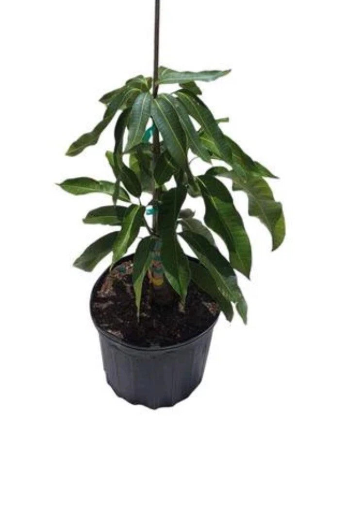 Ice Cream Dwarf Mango Grafted Tree 2-4 Ft Tall. Ship To All States