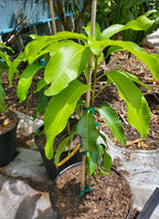 Sweet Tart MANGO TREE GRAFTED 3-5Ft Tall.Ship To All States. 7 Gallon Size