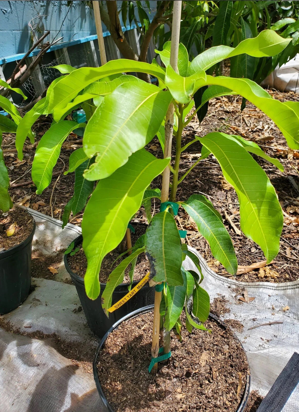Sweet Tart MANGO TREE GRAFTED 3-5Ft Tall.Ship To All States. 7 Gallon Size