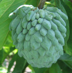 Atemoya Tree 1.5-3 Ft Tall. We Ship To All States