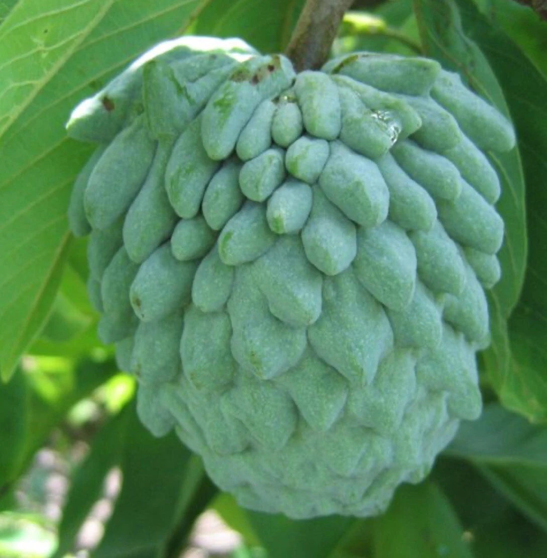 Atemoya Tree 1.5-3 Ft Tall. We Ship To All States