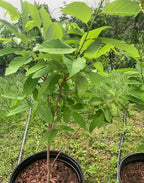 Atemoya Tree 1.5-3 Ft Tall. We Ship To All States