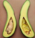 Grafted RUSSELL Long Neck Avocado Tree 2-3 ft. We Ship To CA PR. Actual Photos
