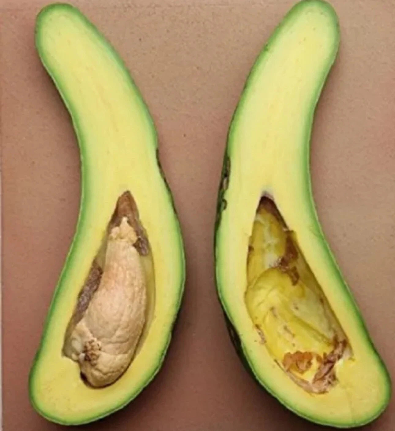 Grafted RUSSELL Long Neck Avocado Tree 2-3 ft. We Ship To CA PR. Actual Photos