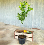 Fruiting Tangerine . Self-pollinating Grafted.