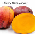 Tommy Atkins Mango Tree GRAFTED 2-4 Ft Tall.Ship To All States. Actual Photos