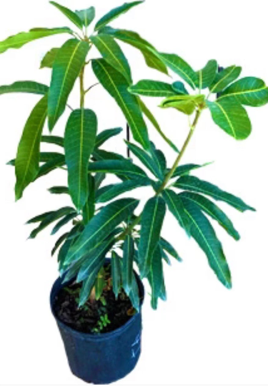 Tommy Atkins Mango Tree GRAFTED 2-4 Ft Tall.Ship To All States. Actual Photos