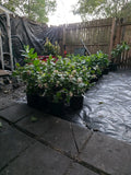 Valencia Orange In 1 Gallon Pot