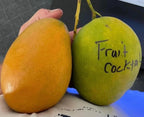 Fruit Cocktail Mango Grafted Tree 2-4 Ft Tall. Ship To All States