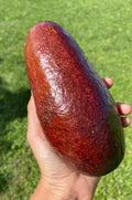 Thomson Red Grafted Avocado Tree 2-3 Ft Tall. We Ship To CA &PR