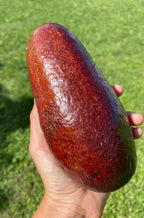 Thomson Red Grafted Avocado Tree 2-3 Ft Tall. We Ship To CA &PR
