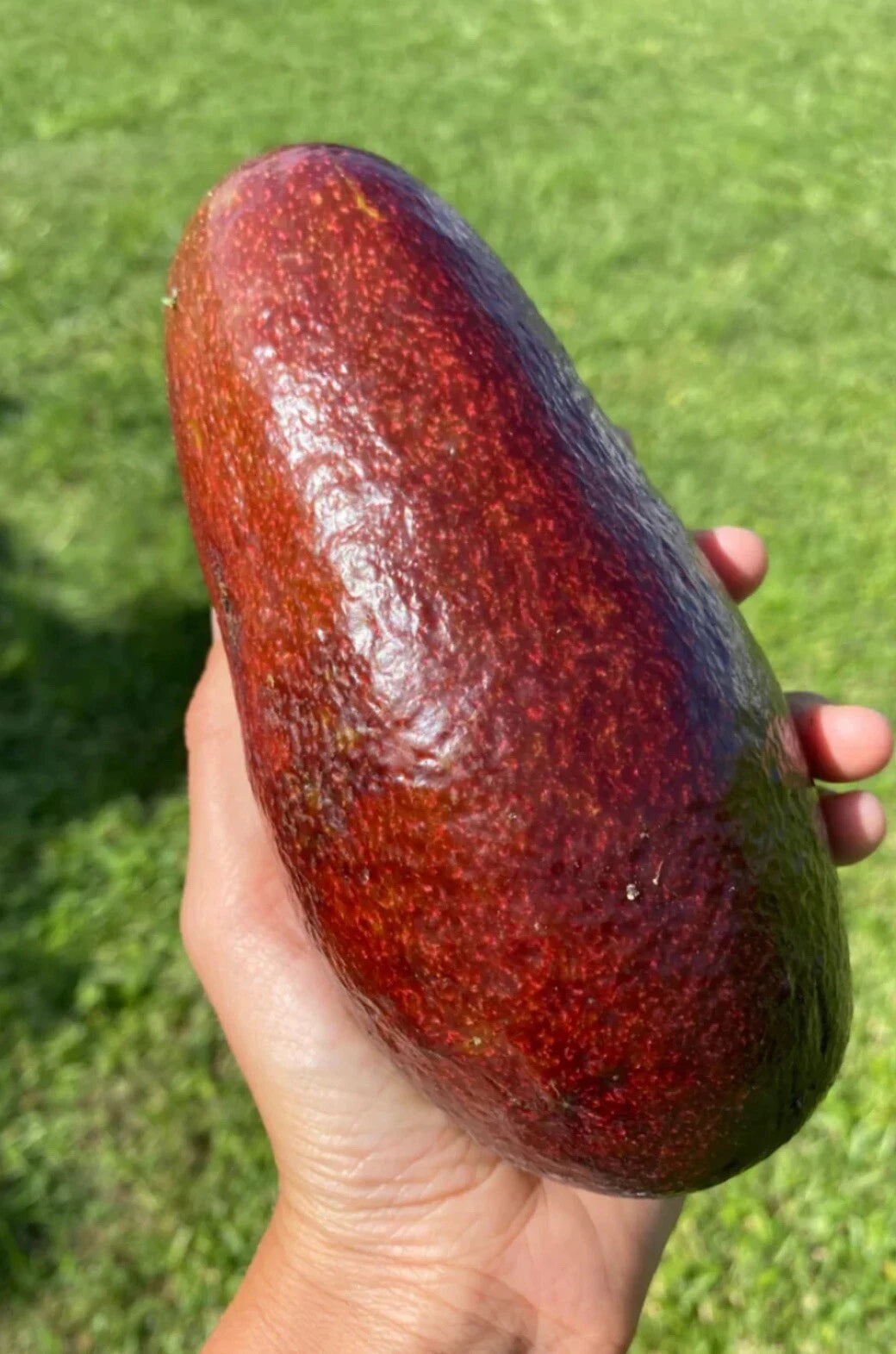 Thomson Red Grafted Avocado Tree 2-3 Ft Tall. We Ship To CA &PR