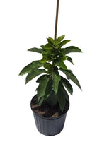 Thomson Red Grafted Avocado Tree 2-3 Ft Tall. We Ship To CA &PR