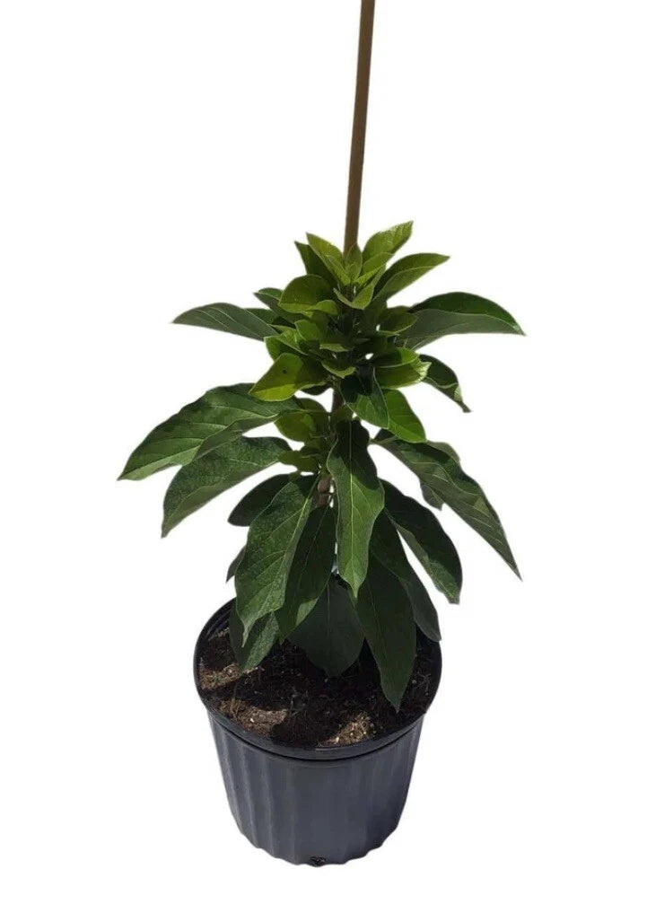 Thomson Red Grafted Avocado Tree 2-3 Ft Tall. We Ship To CA &PR