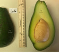 Lula Grafted Avocado Tree 2-4 Ft Tall Cold Hardy. Ship To CA&PR. Actual Pics
