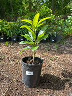 Lula Grafted Avocado Tree 2-4 Ft Tall Cold Hardy. Ship To CA&PR. Actual Pics