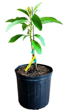 Lula Grafted Avocado Tree 2-4 Ft Tall Cold Hardy. Ship To CA&PR. Actual Pics