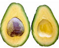 Utuado Grafted Avocado Tree 2-4ft Tall Dwarf. We Ship To All States. Actual Pics