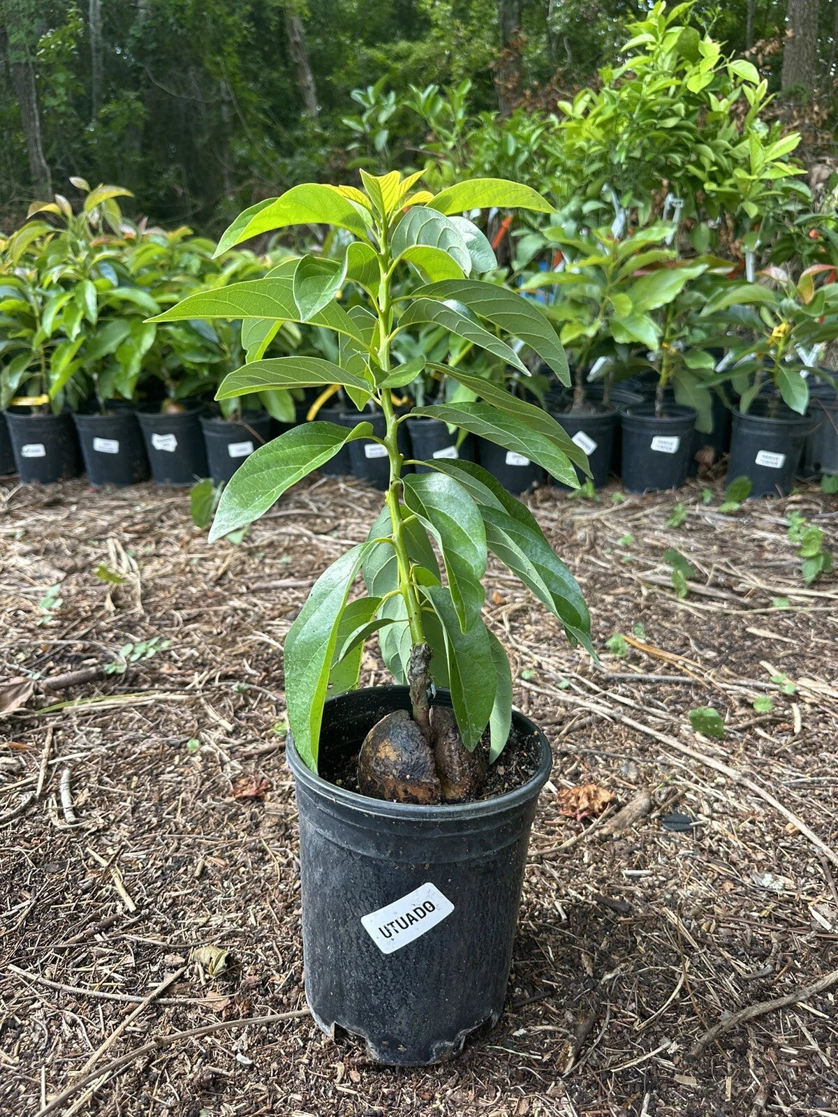Utuado Grafted Avocado Tree 2-4ft Tall Dwarf. We Ship To All States. Actual Pics