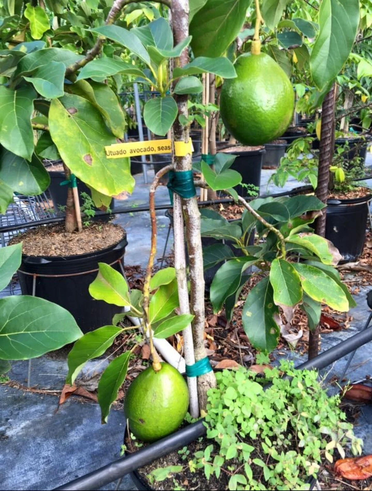 Utuado Grafted Avocado Tree 2-4ft Tall Dwarf. We Ship To All States. Actual Pics