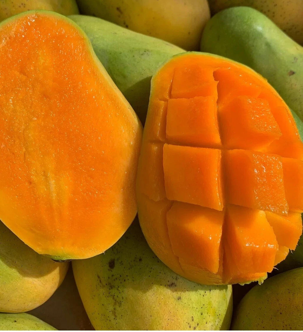 Madame Francis Haitian Mango Grafted Tree 2-4 Ft Tall. Ship To All States.
