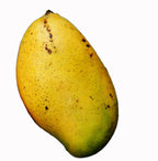 Madame Francis Haitian Mango Grafted Tree 2-4 Ft Tall. Ship To All States.