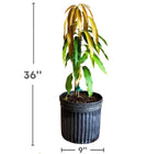 Madame Francis Haitian Mango Grafted Tree 2-4 Ft Tall. Ship To All States.