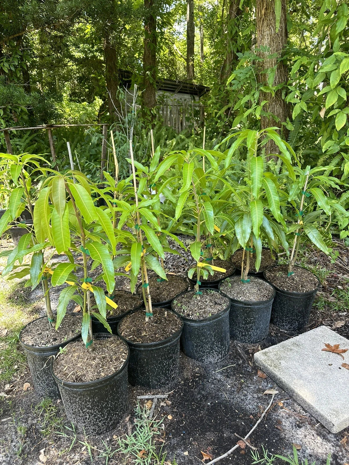 Madame Francis Haitian Mango Grafted Tree 2-4 Ft Tall. Ship To All States.