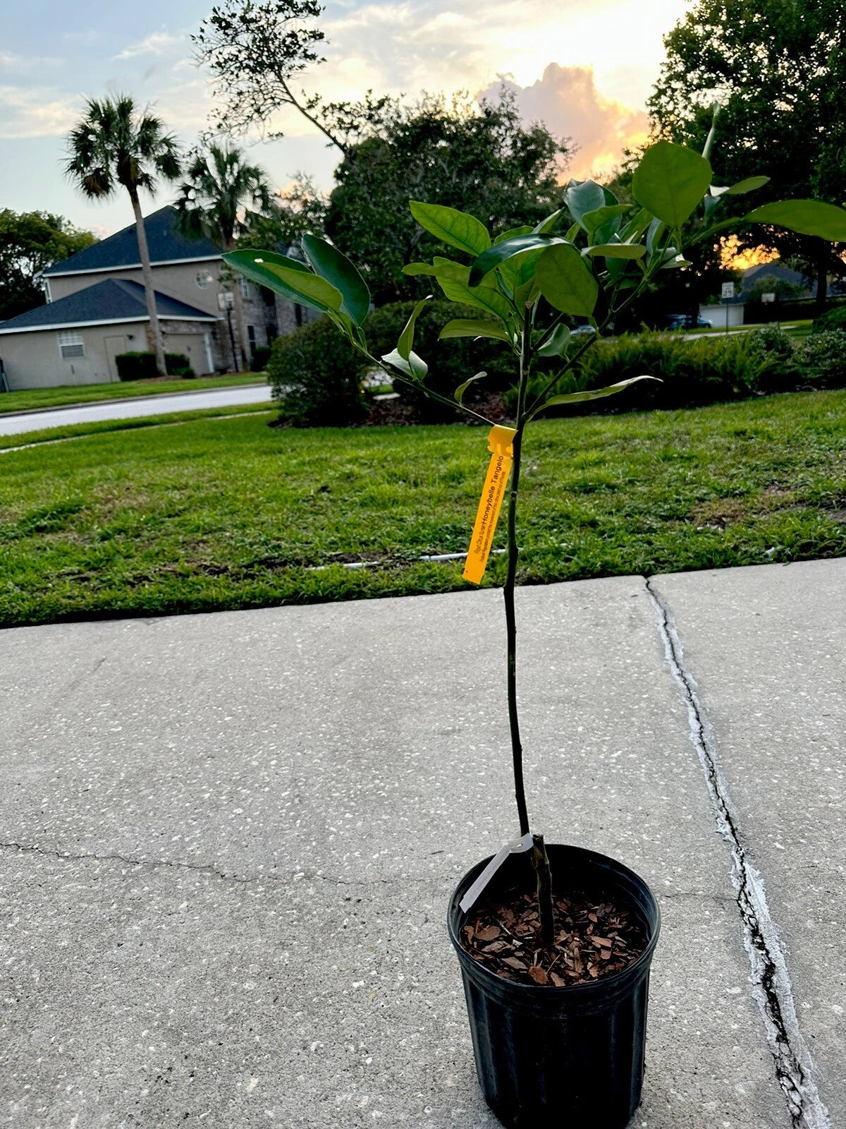 Florida Red Mineola Tangelo Honeybell Tree GRAFTED . 2-4ft Tall. Ship To CA&PR