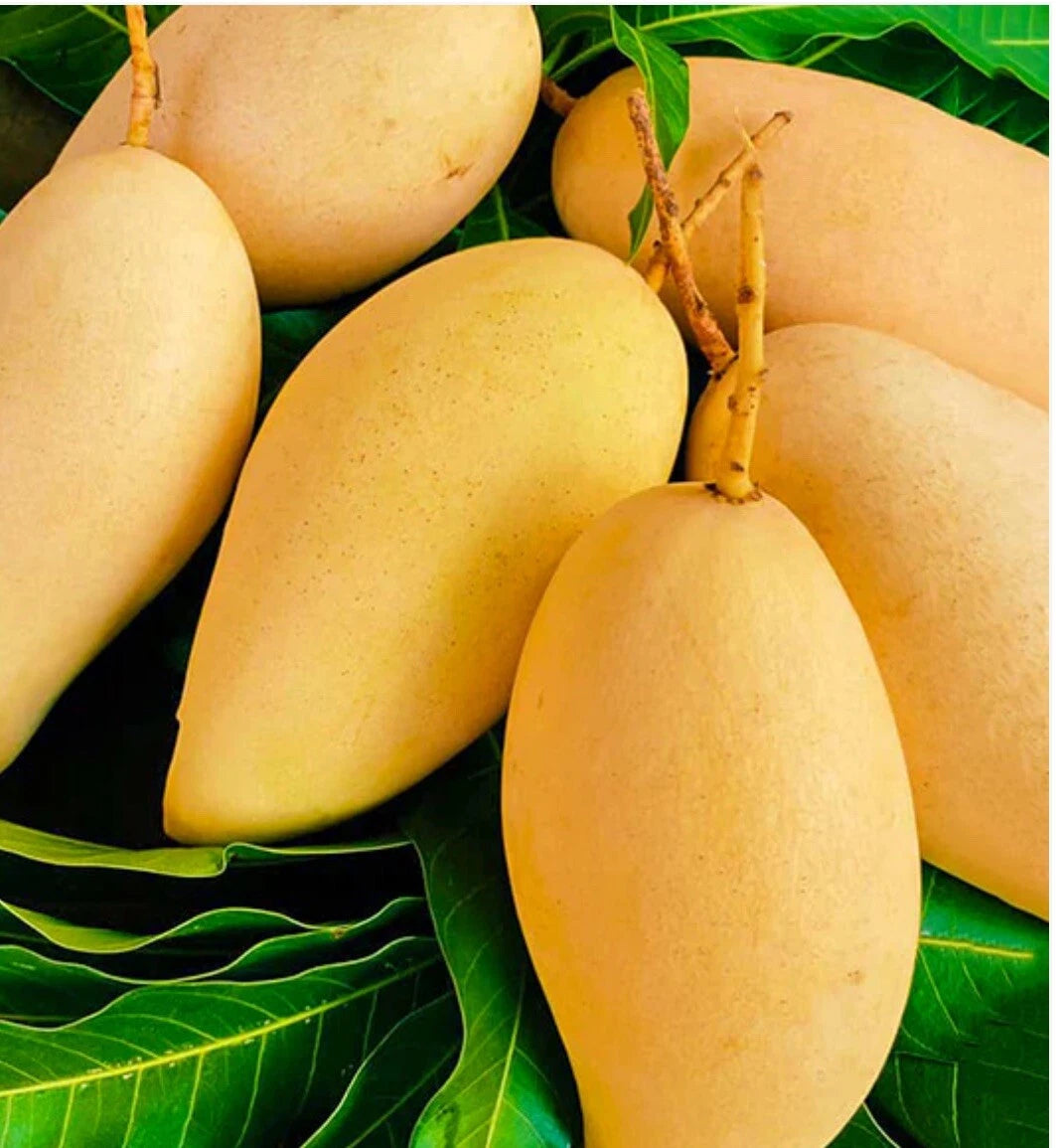 Flowering Nam Doc Mai MANGO TREE GRAFTED. We Ship To CA &PR. Actual Pics