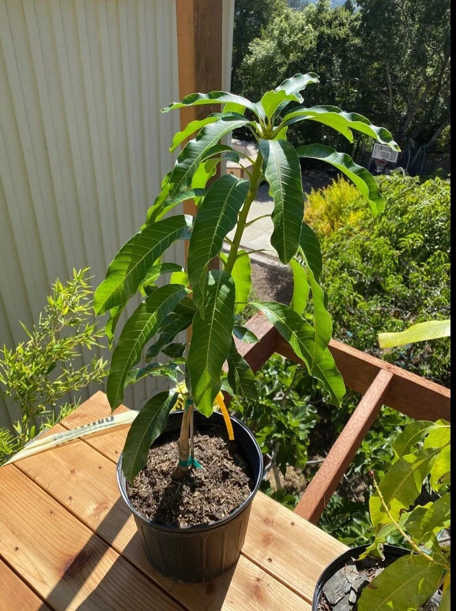 Flowering Nam Doc Mai MANGO TREE GRAFTED. We Ship To CA &PR. Actual Pics
