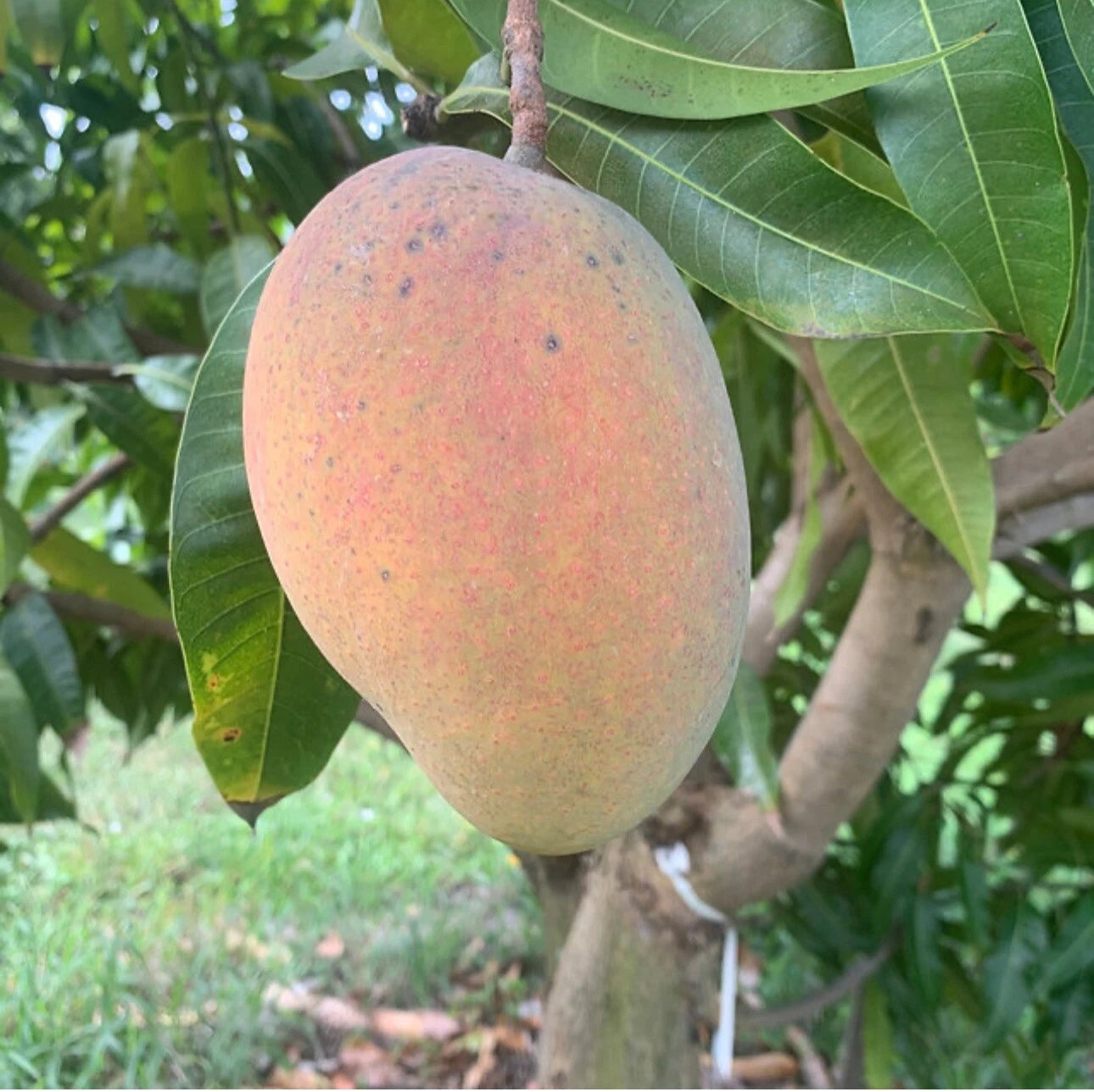 Giselle Mango Grafted Tree 2-4 Ft Tall. Ship To All States