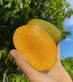 Julie Dwarf (Juliette) Mango TREE GRAFTED 2-4 Ft Tall.Ship To All States.