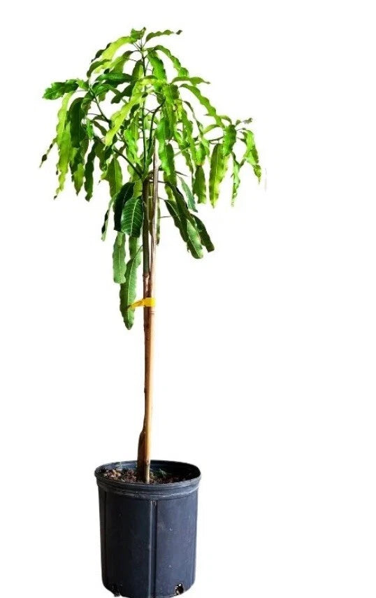 Julie Dwarf (Juliette) Mango TREE GRAFTED 2-4 Ft Tall.Ship To All States.