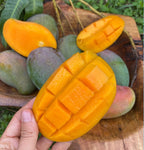 Wast Indian Mango Grafted Tree 2-4 Ft Tall. Ship To All States