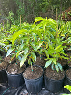 Wast Indian Mango Grafted Tree 2-4 Ft Tall. Ship To All States