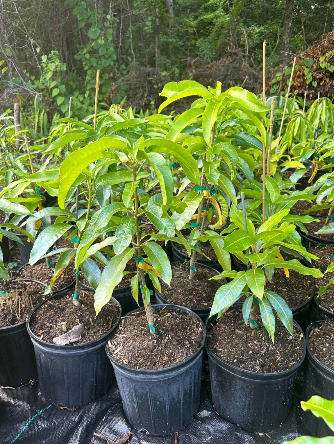 Wast Indian Mango Grafted Tree 2-4 Ft Tall. Ship To All States