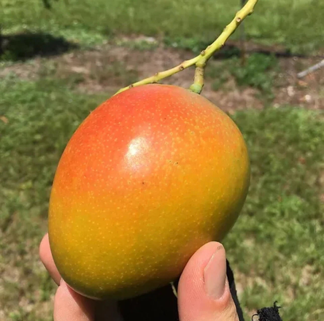 Honey Kiss MANGO TREE GRAFTED.Ship To All States. 5 Gallons