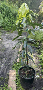 Honey Kiss MANGO TREE GRAFTED.Ship To All States. 5 Gallons