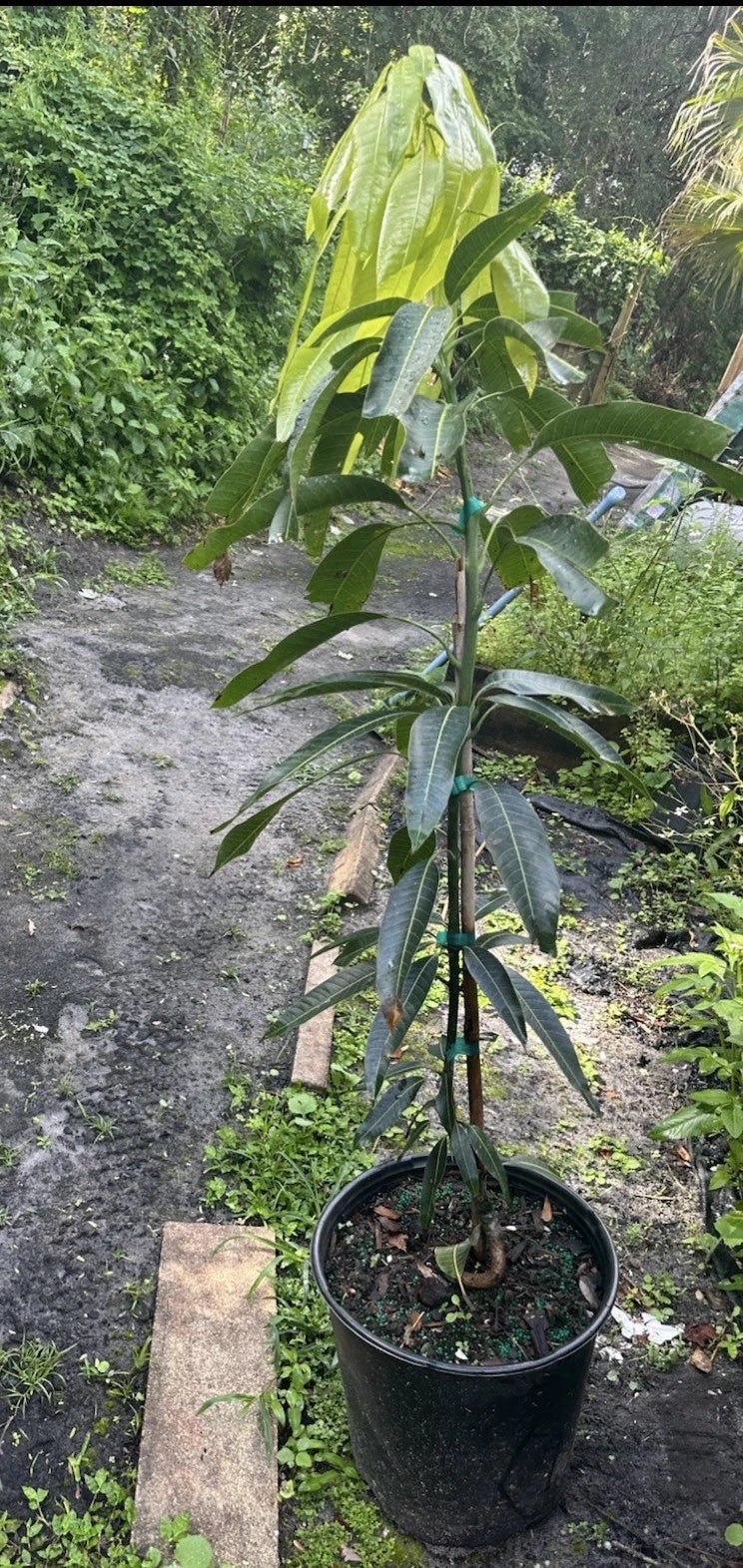 Honey Kiss MANGO TREE GRAFTED.Ship To All States. 5 Gallons
