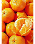 Ponkan TANGERINE TREE (GRAFTED) 2-4 Ft Tall. We Ship To CA &PR. Actual Photos
