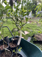 Ponkan TANGERINE TREE (GRAFTED) 2-4 Ft Tall. We Ship To CA &PR. Actual Photos